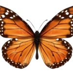 Brief overview of butterflies as a species in the animal kingdom