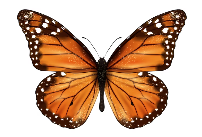 Brief overview of butterflies as a species in the animal kingdom