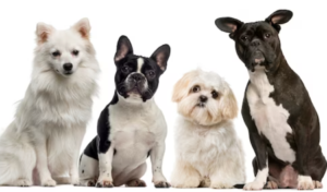 Comparison of domesticated dogs to their wild counterparts