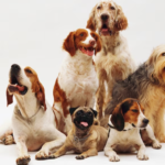 Discussion of the different breeds of dogs and their unique physical traits