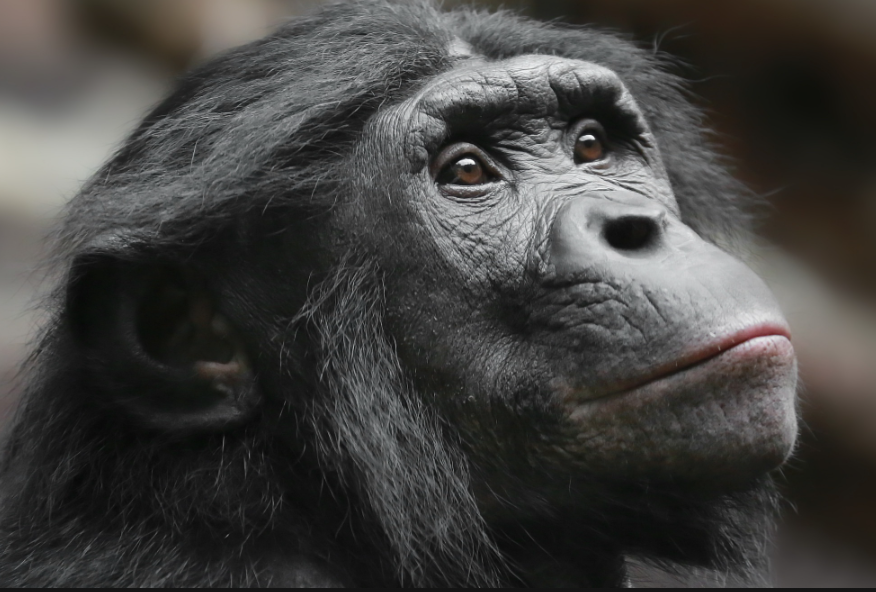 Top 10 Facts about Apes