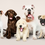 Overview of dog behavior, including socialization, aggression, and communication