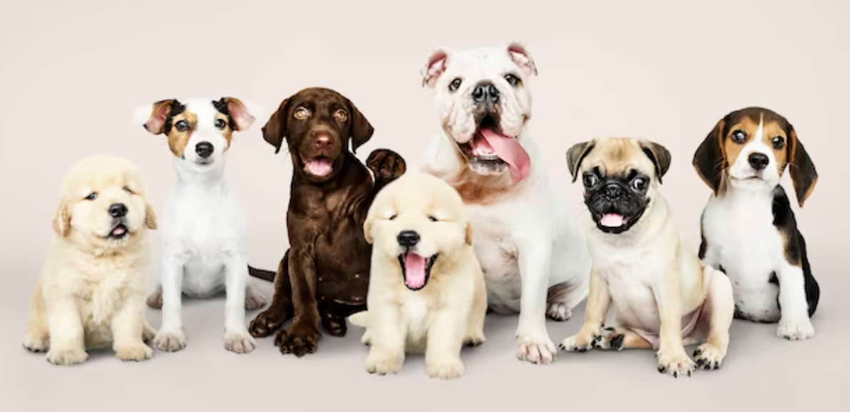 Selection of medium dog breeds for pets