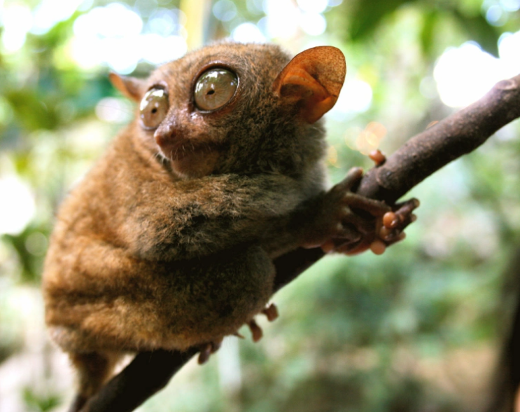 threats faced by tarsiers, including habitat loss, illegal pet trade, and hunting