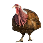 Importance of learning about turkeys