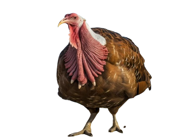Top 10 Facts About Turkeys