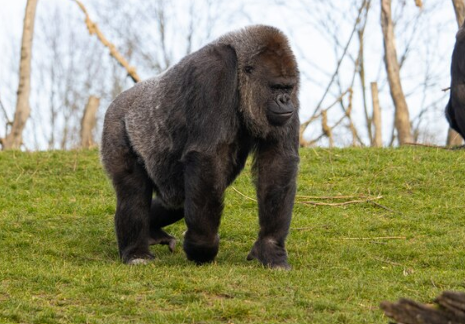 physical characteristics of gorillas