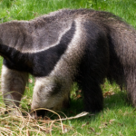 facts about anteaters