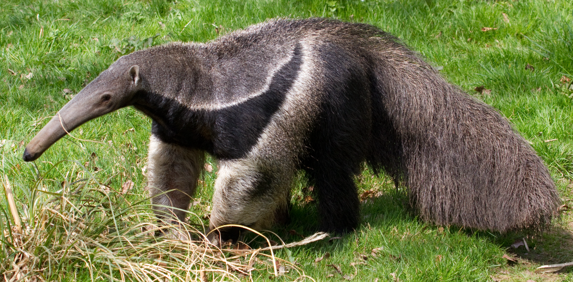 facts about anteaters