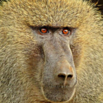 baboons as a species in the animal kingdom