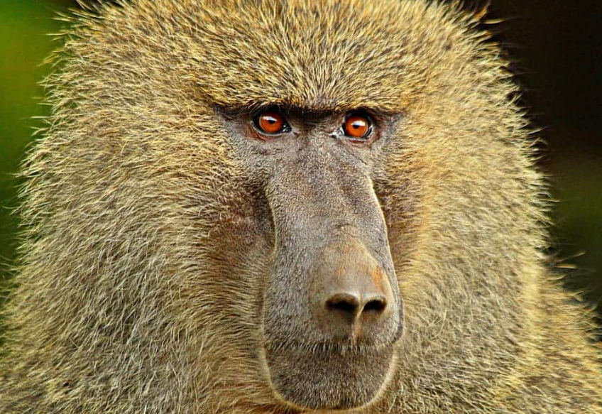 Top 10 Facts About Baboons