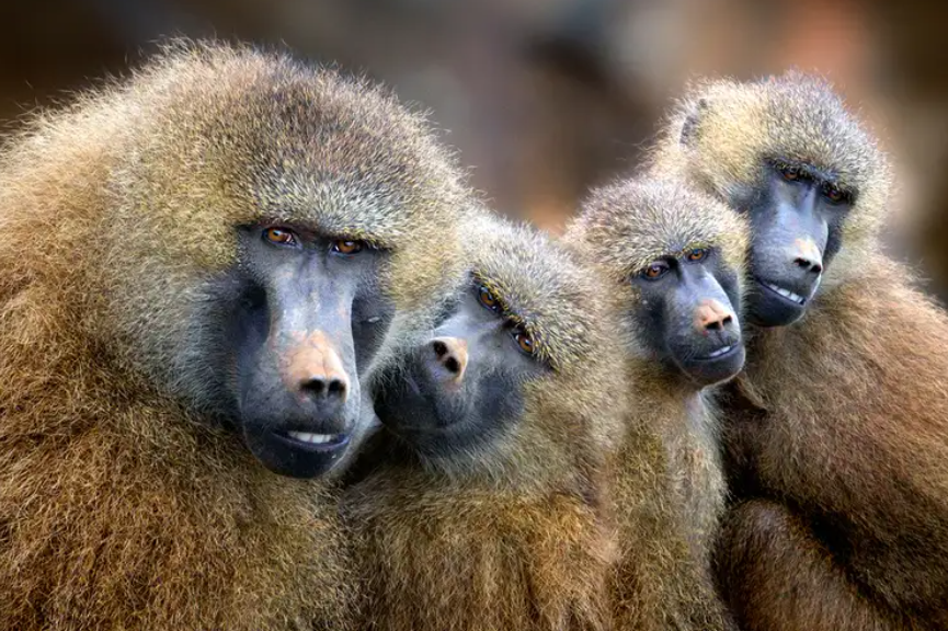 physical appearance of baboons, including their size, weight, and distinctive features