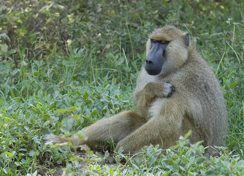 reproductive behavior of baboons, including mating rituals and gestation period