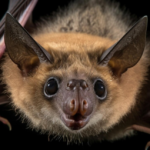 Importance of bats in the animal kingdom