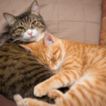 cats life history characteristics