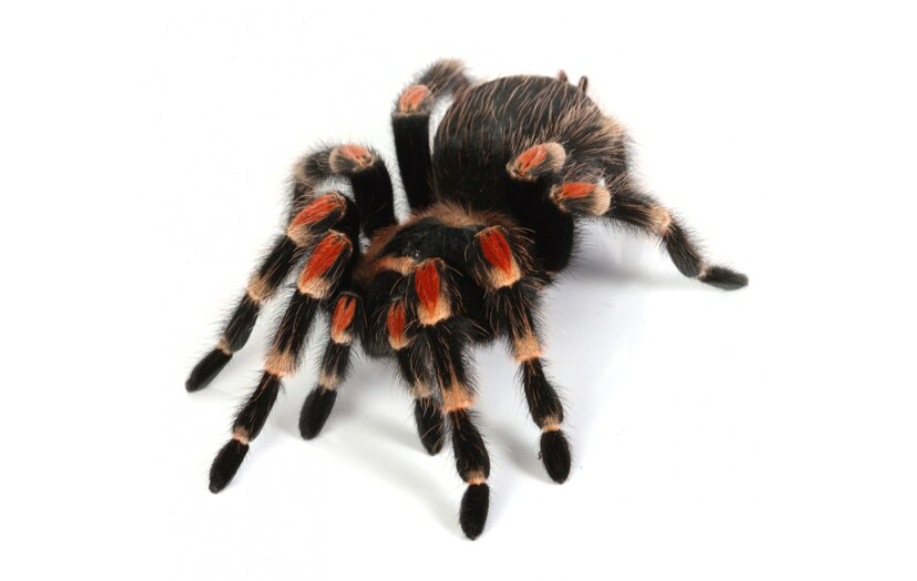 Top 10 Facts About Tarantulas