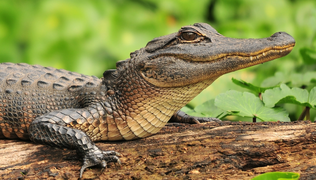 facts about alligators