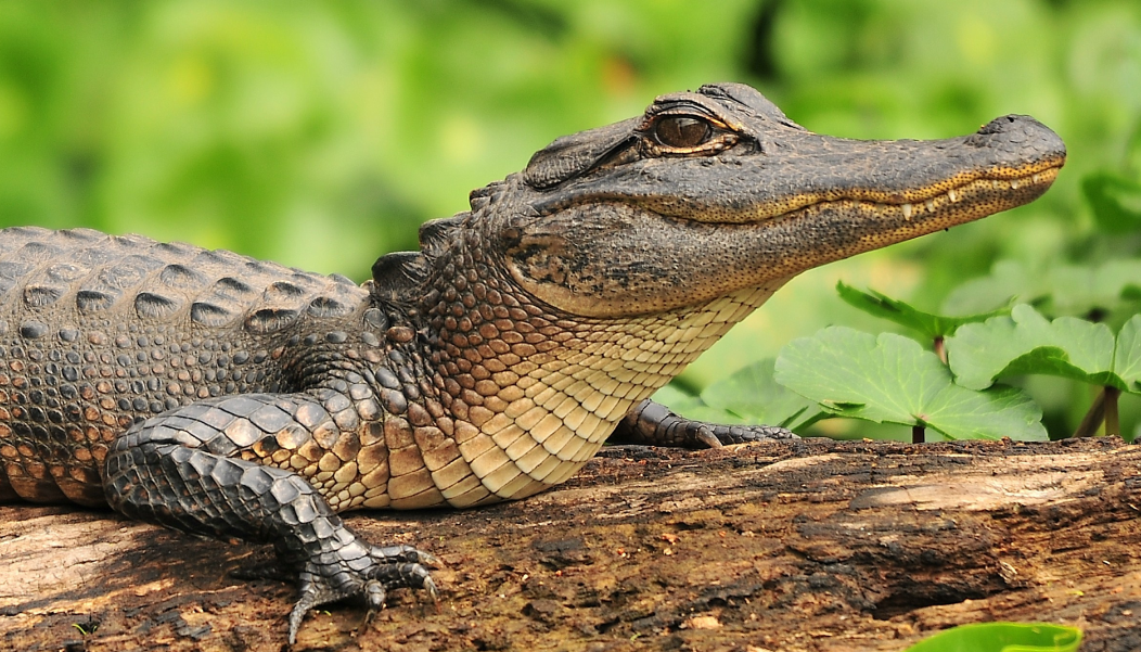 Top 10 Facts about the Alligators