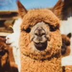facts about alpacas