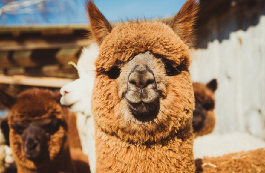 Top 10 Facts About Alpacas