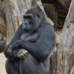 introduce the topic of gorillas in the animal kingdom