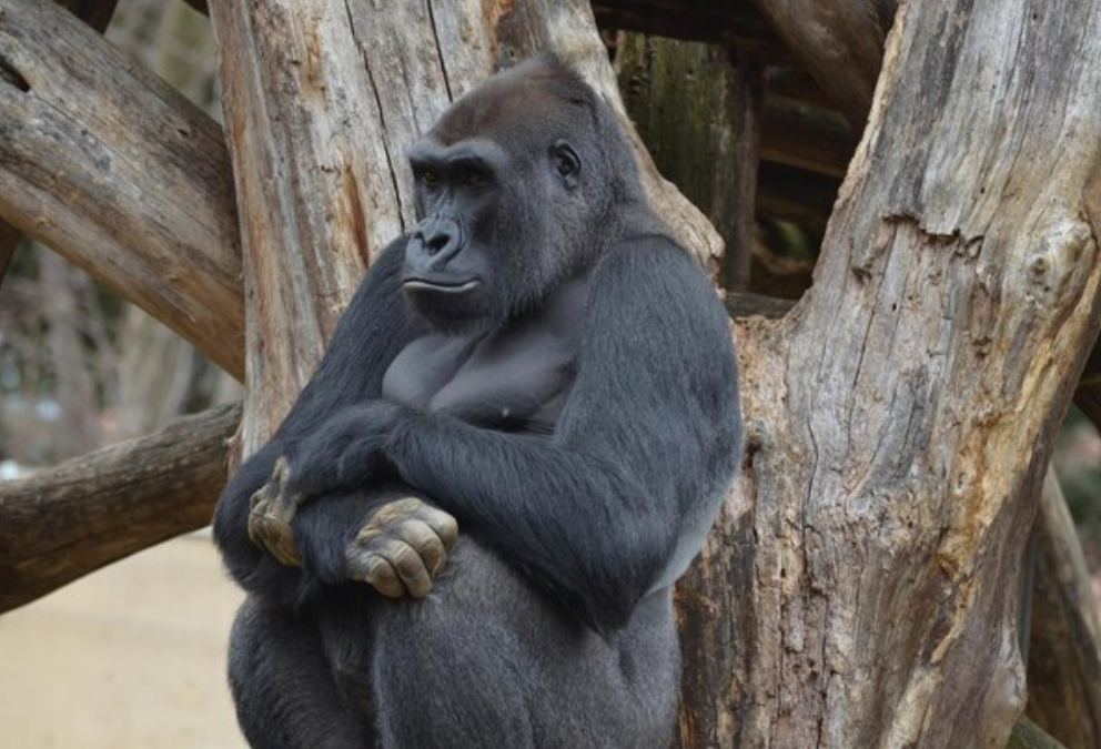 Top 10 Facts About Gorillas