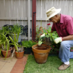 friendly plants for elder people