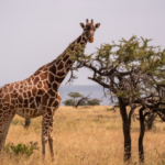 giraffes as fascinating creatures in the animal kingdom.