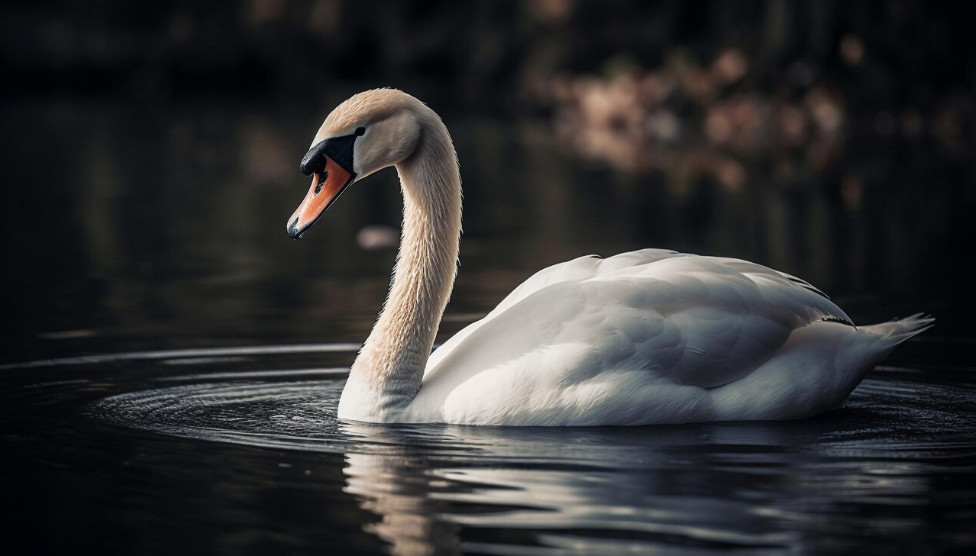 migratory nature of some swan species and their impressive long-distance journeys