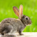 variety of colors and patterns found in rabbit species
