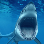 CAN SHARKS SMELL, SENSE OR ATTACK
