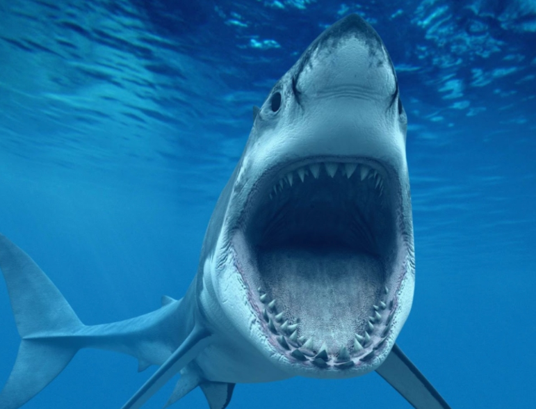 Can sharks smell, sense or attack