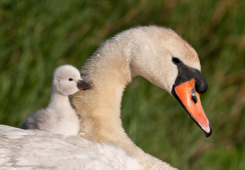 Top 10 Facts About Swans