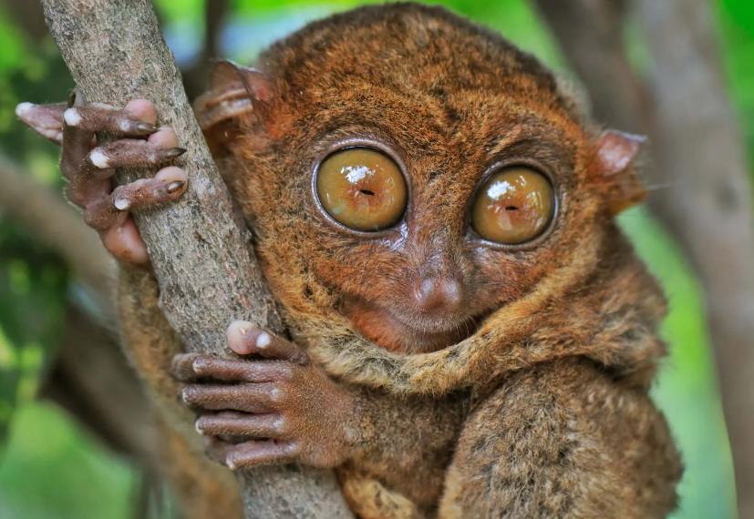  physical features of tarsiers, such as their small size, large eyes, and long tail