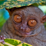 importance of raising awareness about tarsiers and their conservation