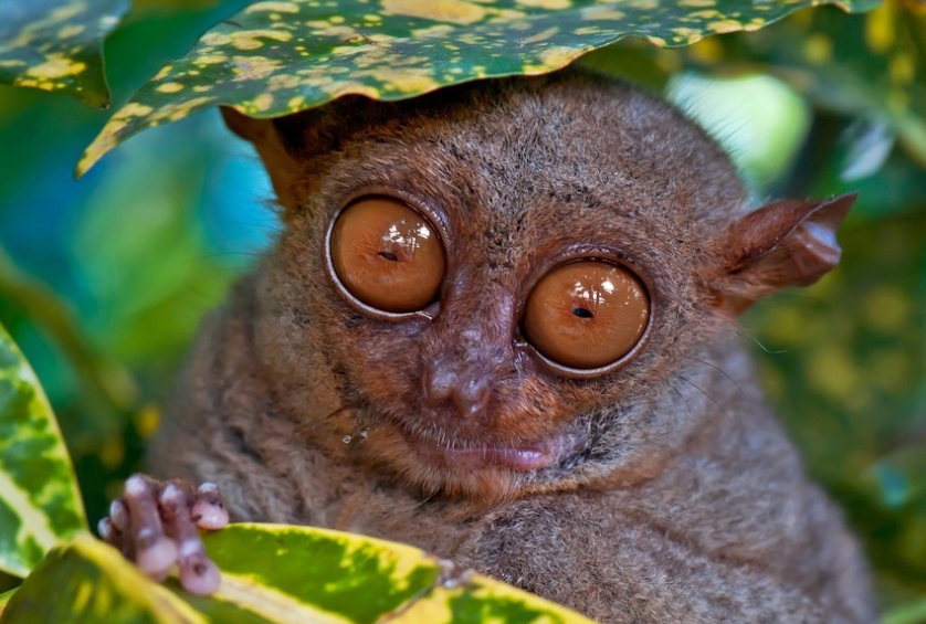 importance of raising awareness about tarsiers and their conservation