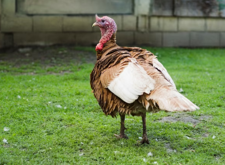 Types of habitats turkeys prefer