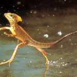facts about water walking lizard