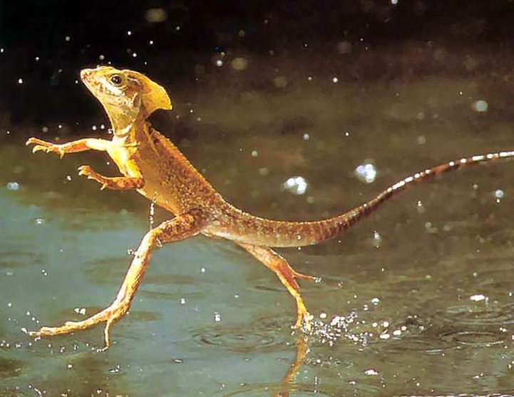 Top 10 Facts about the water-walking lizard