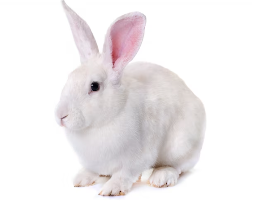 fascinating facts about rabbits, such as their exceptional hearing and vision