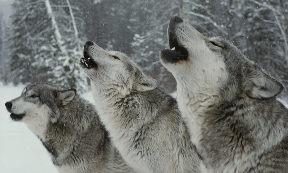 geographical distribution of wolves around the world