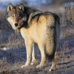 conservation status of wolves, highlighting their endangered or threatened status