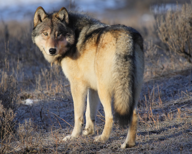 Top 10 Facts About Wolves