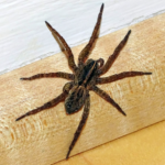 habitats of wolf spiders, such as grasslands, forests, and deserts.