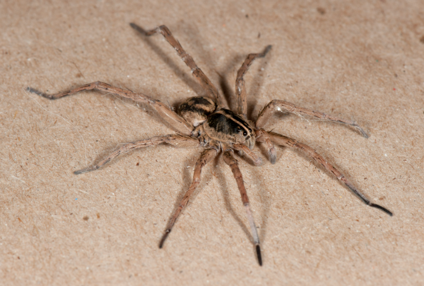  hunting techniques employed by wolf spiders