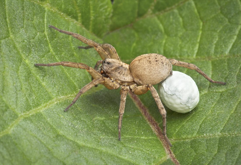 Detail the reproductive behavior of wolf spiders, including courtship rituals and mating habits