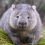 Wombat Classification and Habitat
