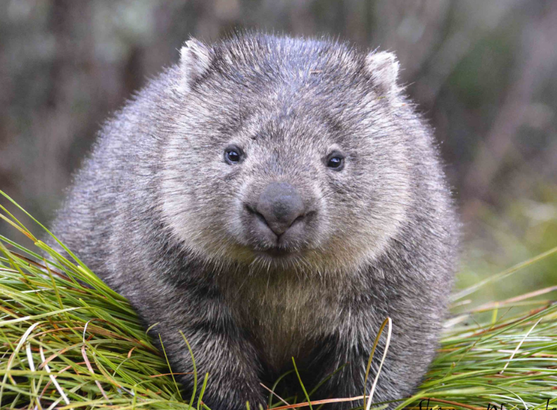 Top 10 Facts About Wombats