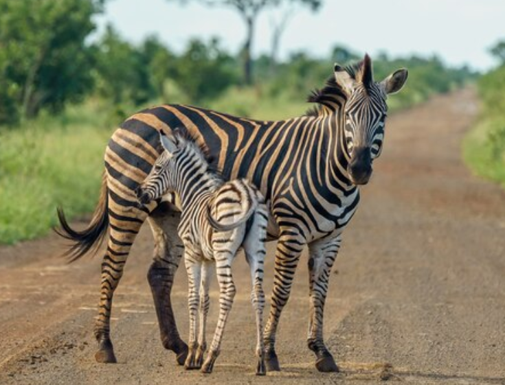 threats zebras face, such as habitat loss, poaching, and competition with livestock