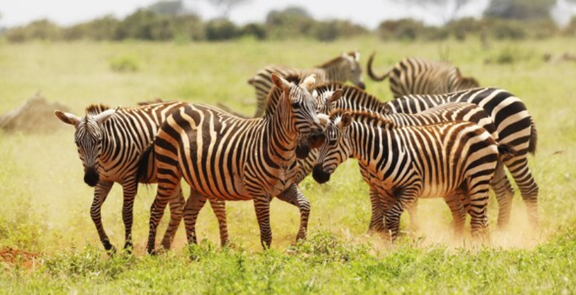 zebras survive in their natural habitat, such as their strong legs and keen eyesight